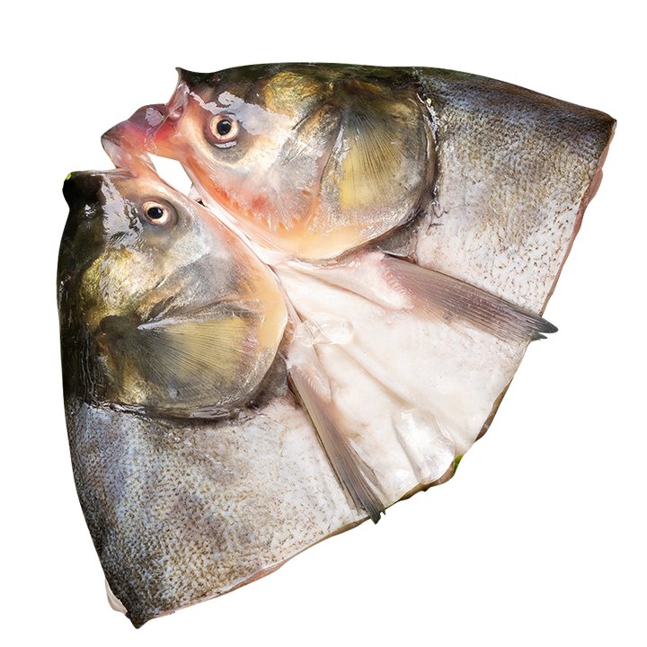 Silver carp fish head